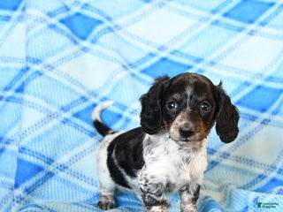 Miniature Dachshund dogs Sprinkles - Ad 15