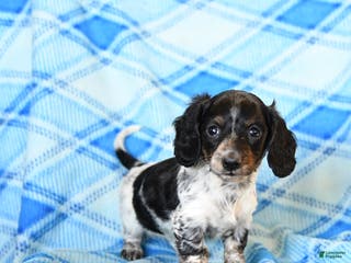 Miniature Dachshund dogs Sprinkles - Ad 36