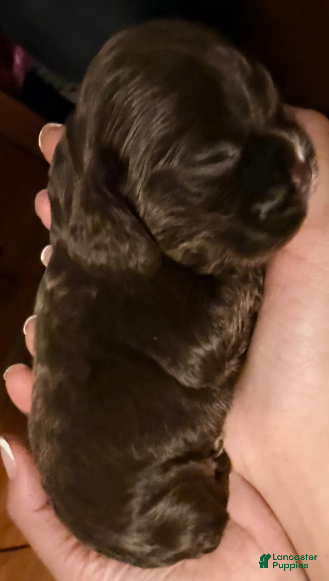 Cavalier King Charles Spaniel dogs for sale: Female 2 - Cavalier King Charles Spaniel Puppy 4 - Ad 1