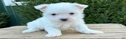 Maltese dogs for sale: Enzo - Ad 3