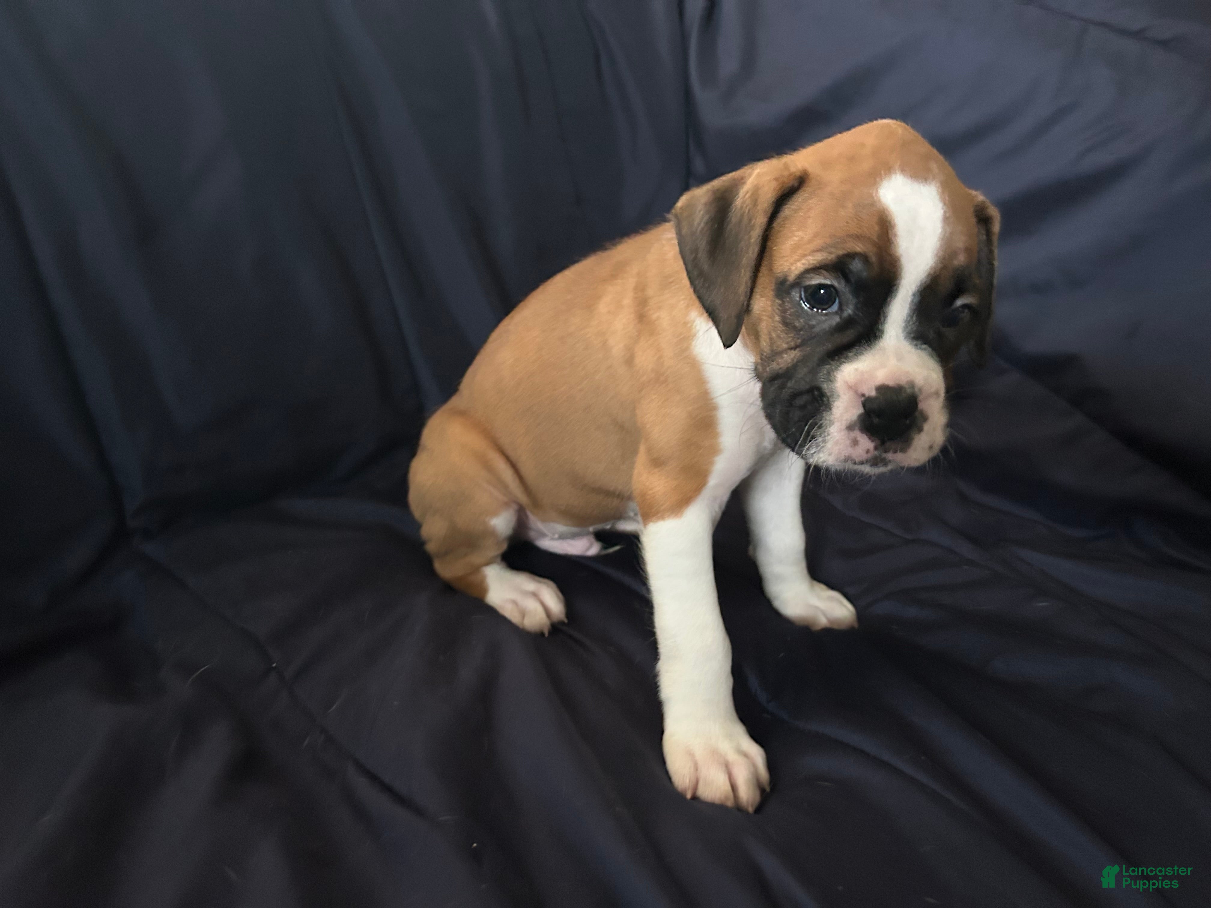 Boxer dogs Chip  - Ad 1