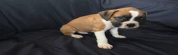 Boxer dogs for sale: Chip  - Ad 1