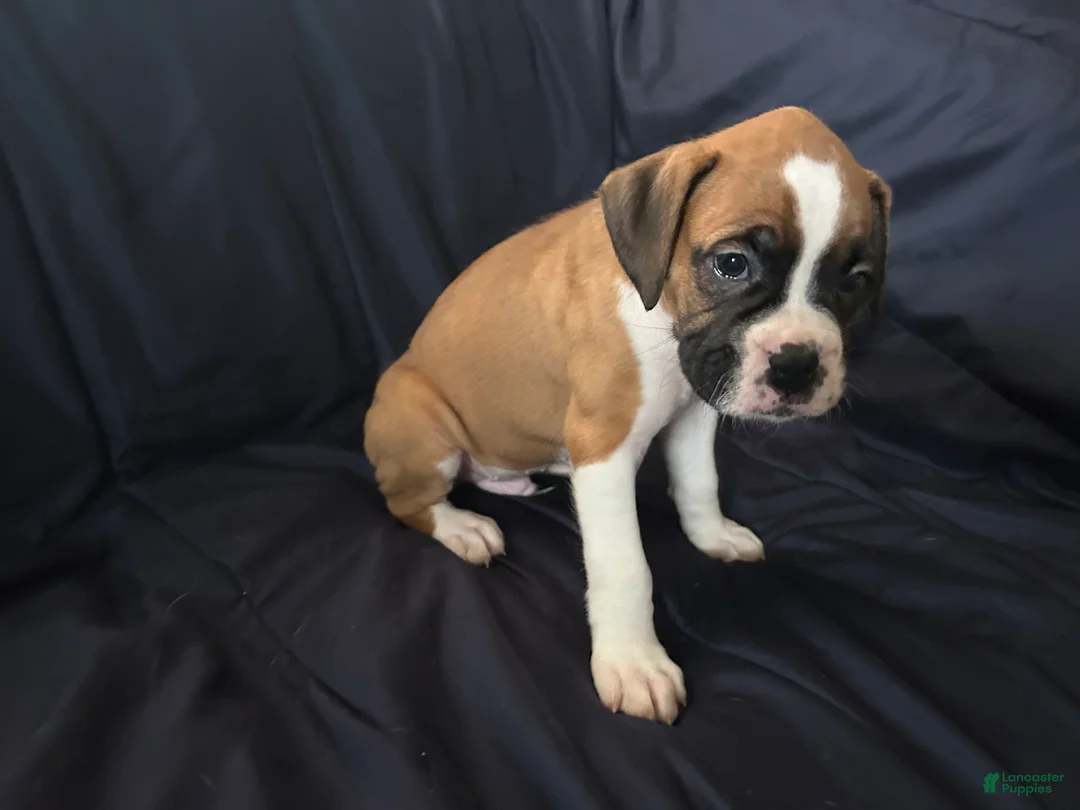 Boxer dogs for sale: Chip  - Ad 1