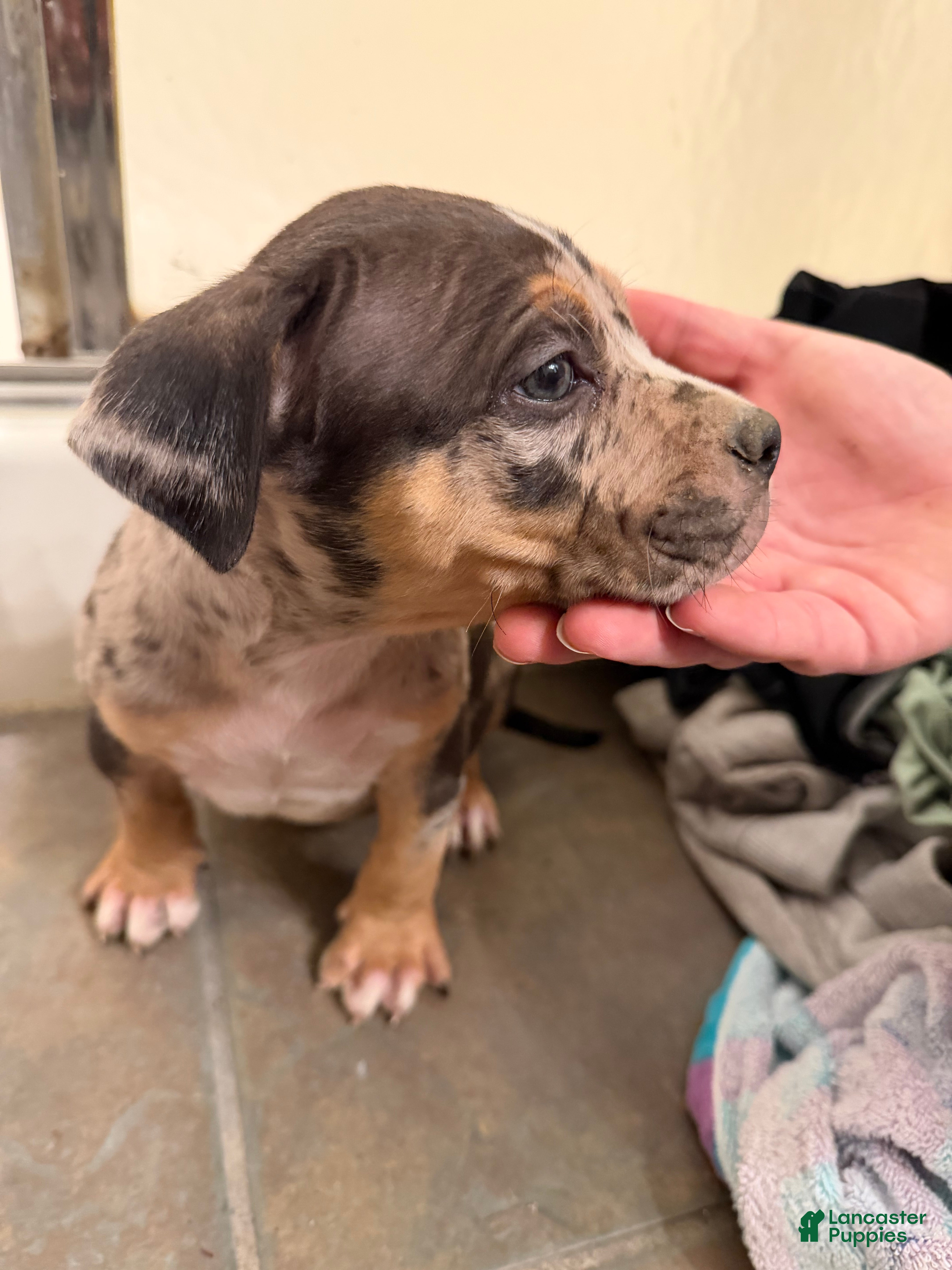 American Bully dogs American Bully 1 - Ad 8