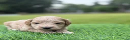 Cockapoo dogs for sale: Nova  - Ad 11