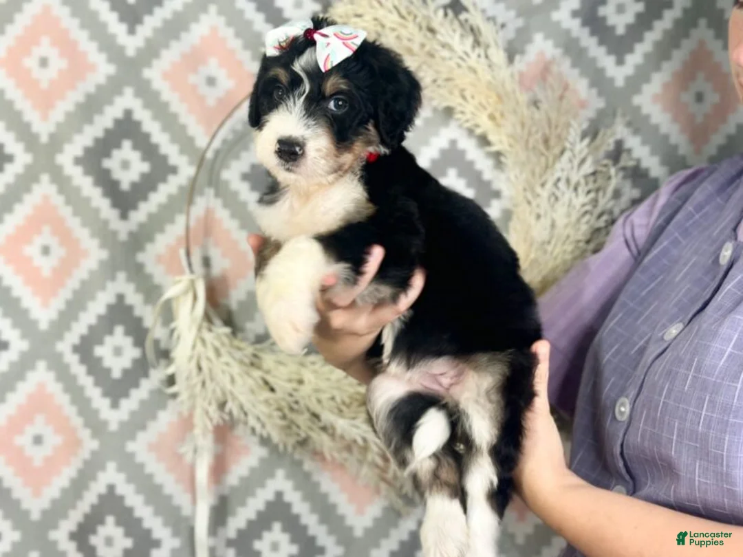 Bernedoodle dogs for sale: Indie - Ad 2