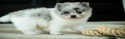 Pomeranian dogs for sale: Pomeranian Puppy 1 - Ad 6