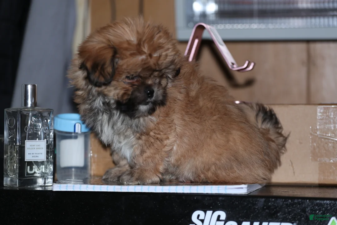 Shih Tzu dogs for sale: Shih Tzu Puppy 1 - Ad 7