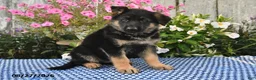 German Shepherd dogs for sale: Archie - Ad 3