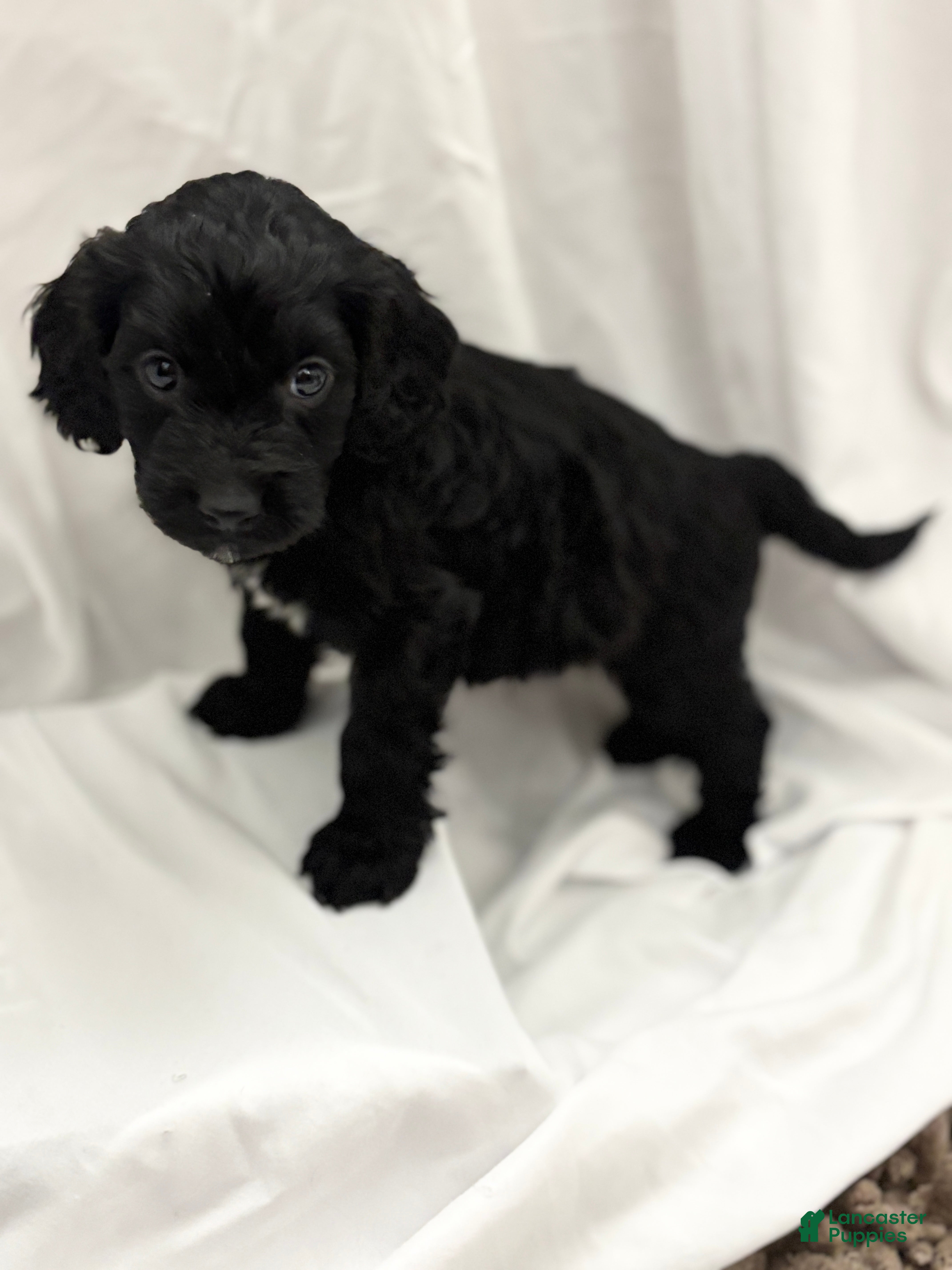 Cockapoo dogs Elroy  - Ad 17