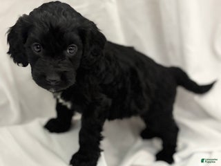 Cockapoo dogs Elroy - Ad 2