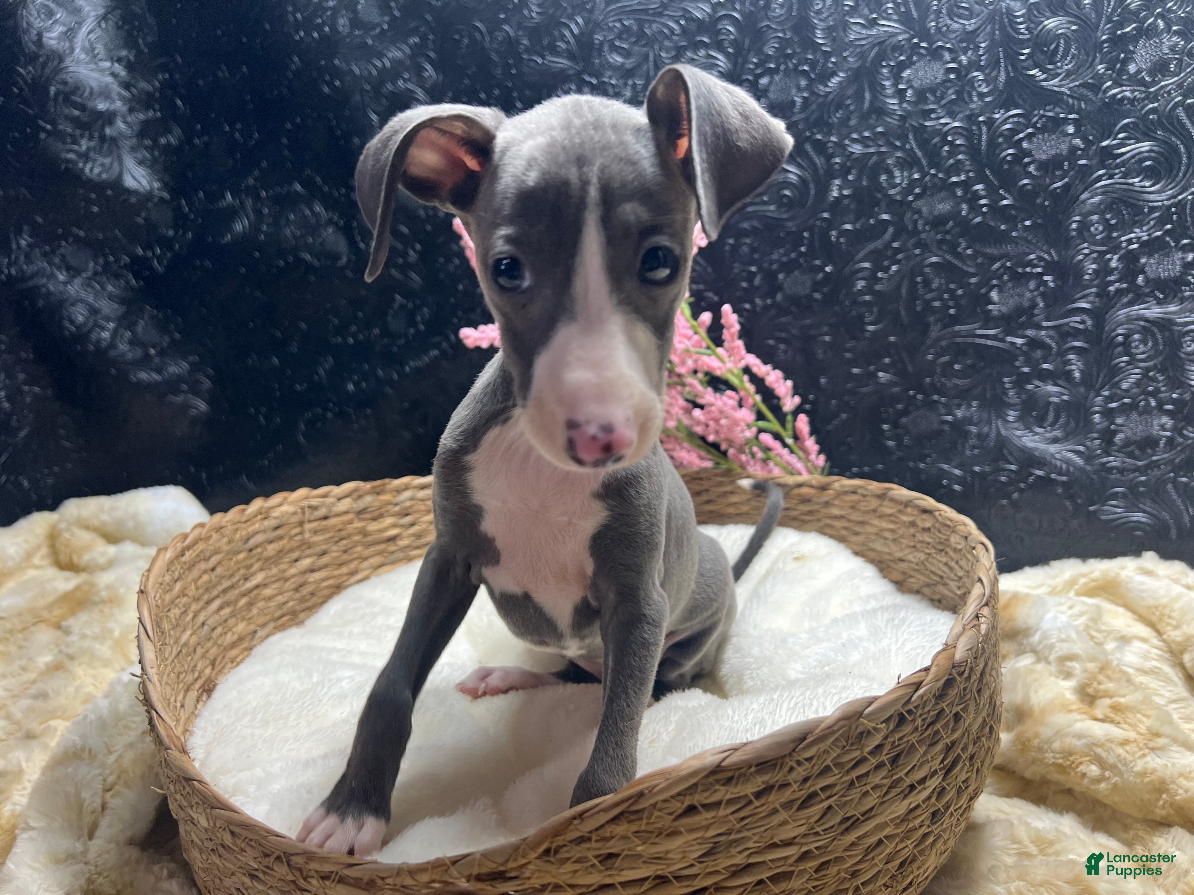 Italian Greyhound dogs Italian Greyhound 3 - Ad 1