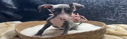 Italian Greyhound dogs for sale: Italian Greyhound 3 - Ad 1
