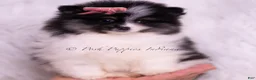 Pomeranian dogs for sale: Kisses - Ad 5