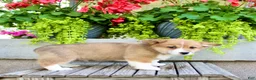 Welsh Corgi Pembroke dogs for sale: Rocky - Ad 7