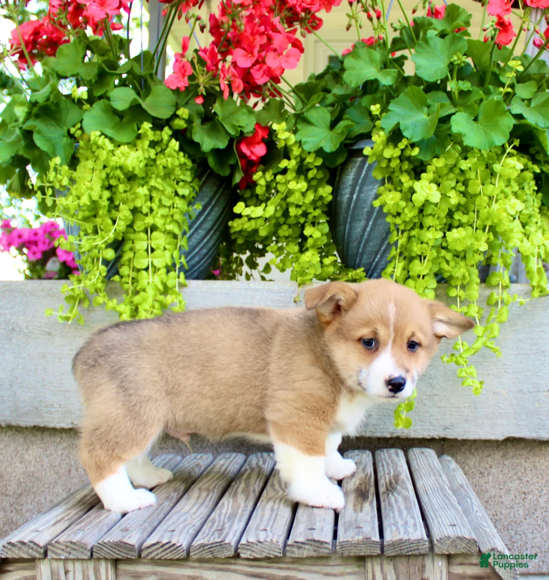 Welsh Corgi Pembroke dogs for sale: Rocky - Ad 7