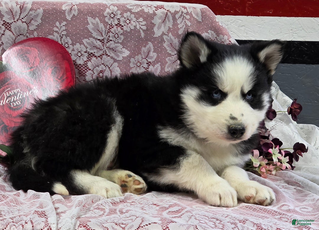 Siberian Husky dogs for sale: Kipton  - Ad 5
