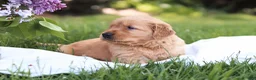 Golden Retriever dogs for sale: Golden Retriever Puppy 1 - Ad 2