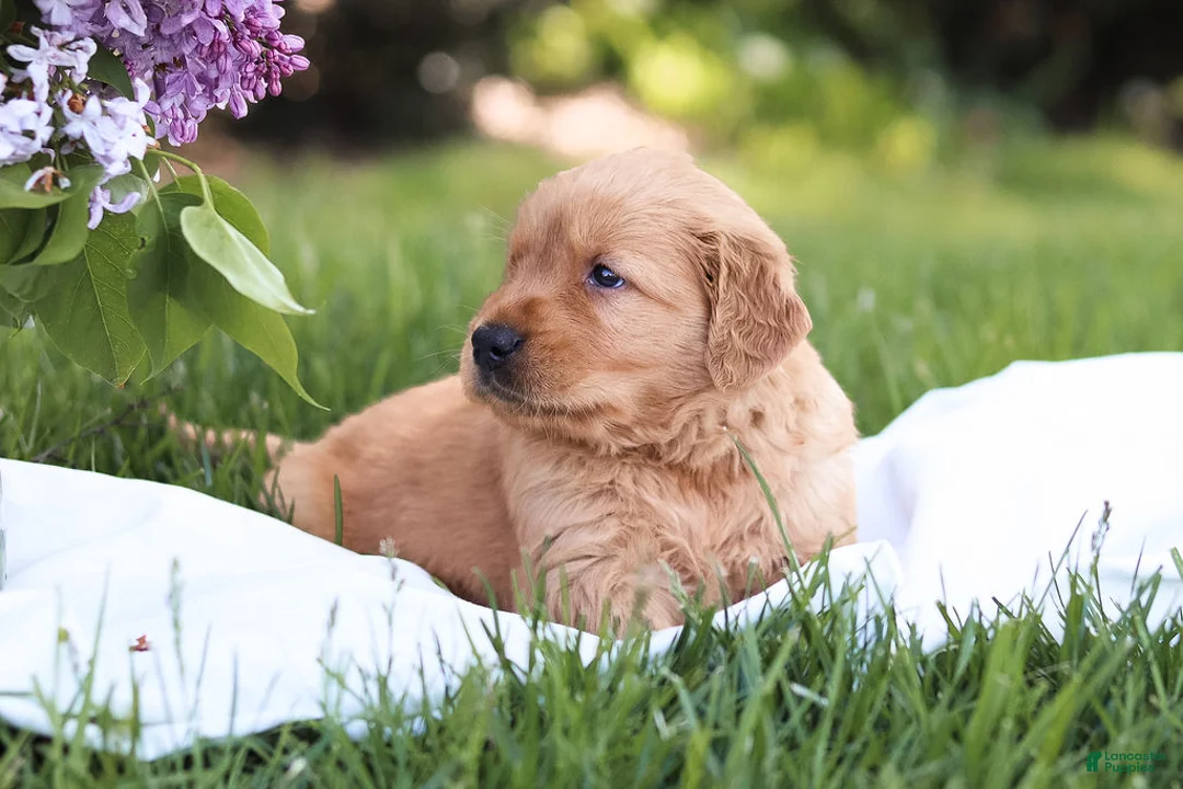 Golden Retriever dogs for sale: Golden Retriever Puppy 1 - Ad 2