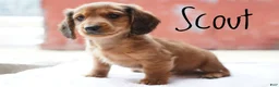 Miniature Dachshund dogs for sale: Scout - Ad 4
