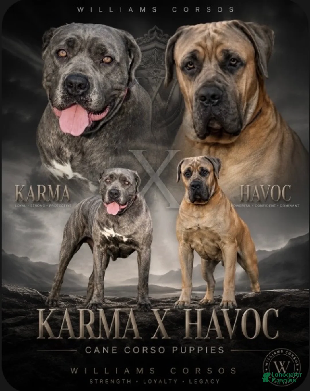 Cane Corso dogs for sale: Cane Corso 1 - Ad 6
