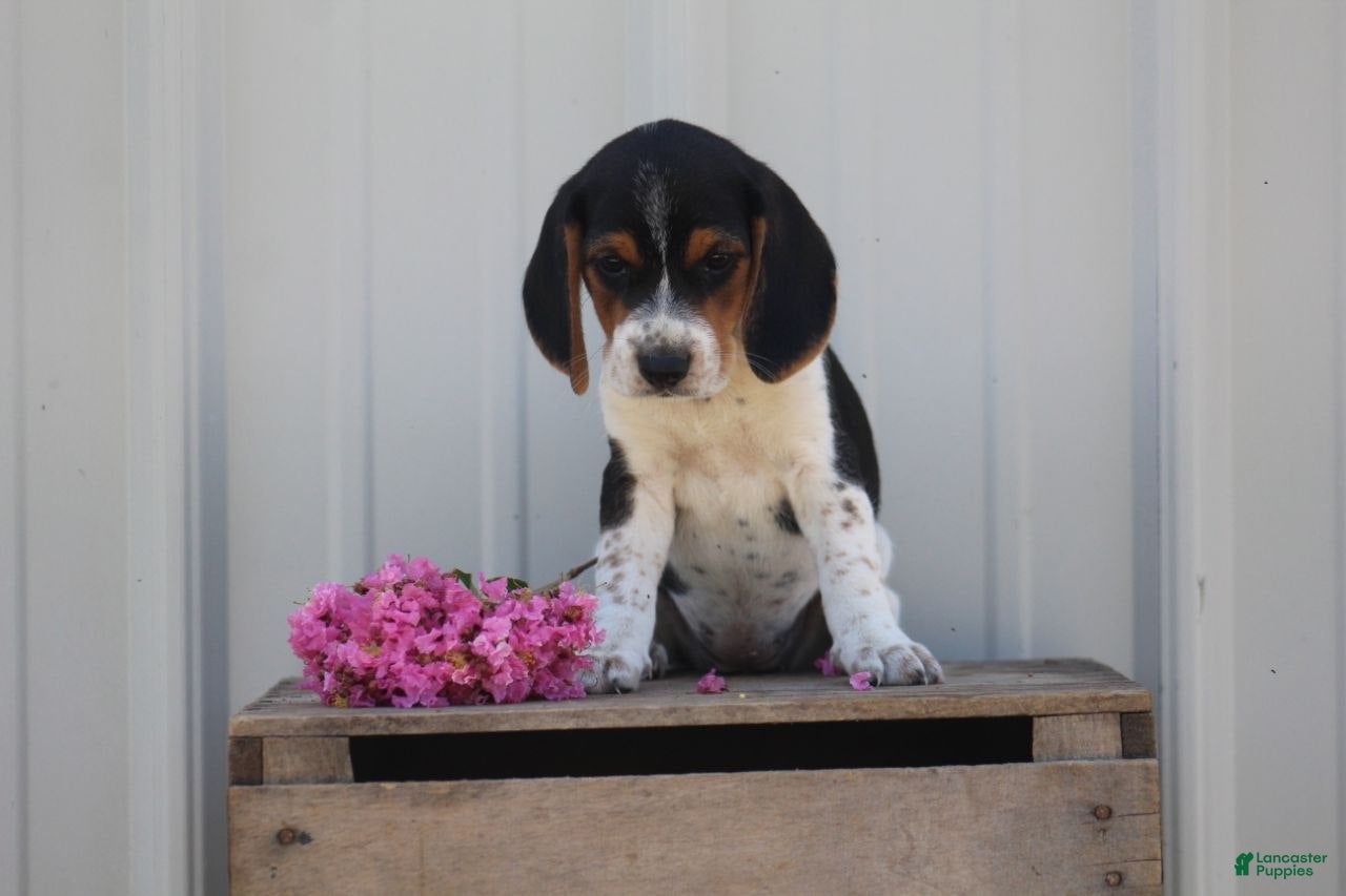Beagle dogs Daisy  - Ad 4