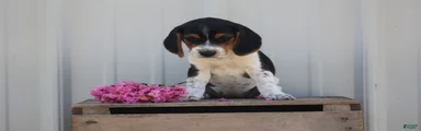 Daisy 