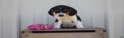 Beagle dogs for sale: Daisy  - Ad 1