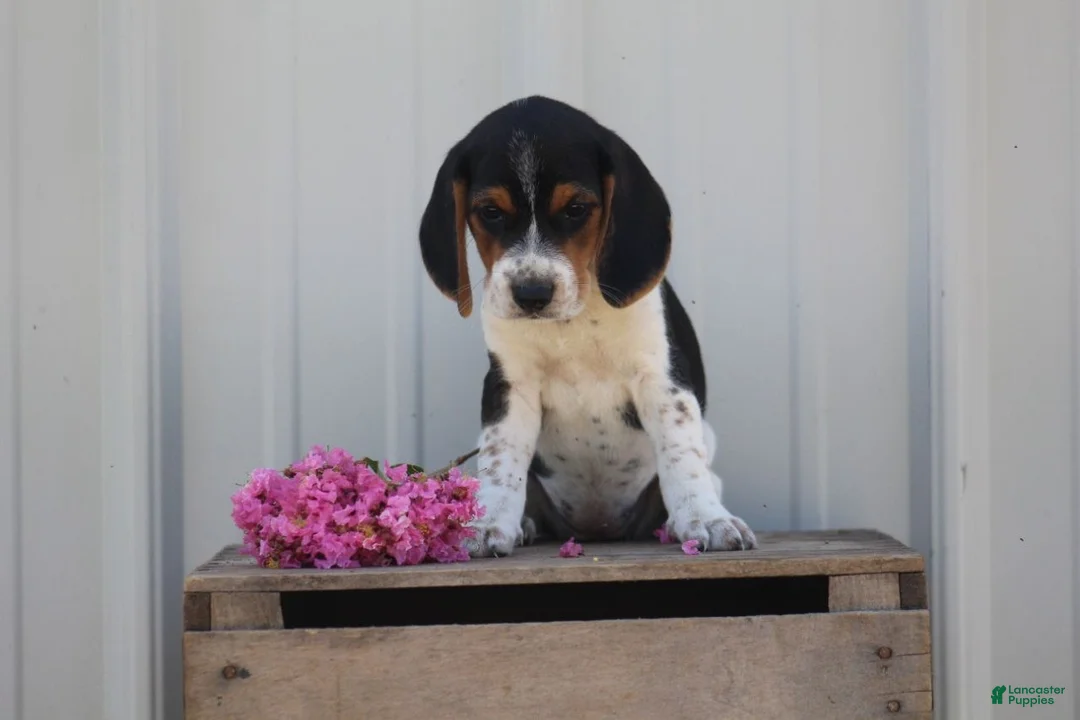 Beagle dogs for sale: Daisy  - Ad 1