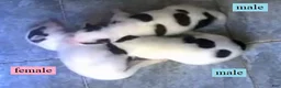 Siberian Husky dogs for sale: Siberian Husky Puppy 3 - Ad 3