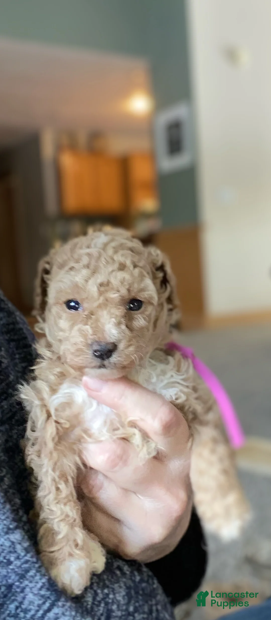 Toy Poodle dogs for sale: ♥️SWEET DOLLIE MAE♥️ - Ad 4