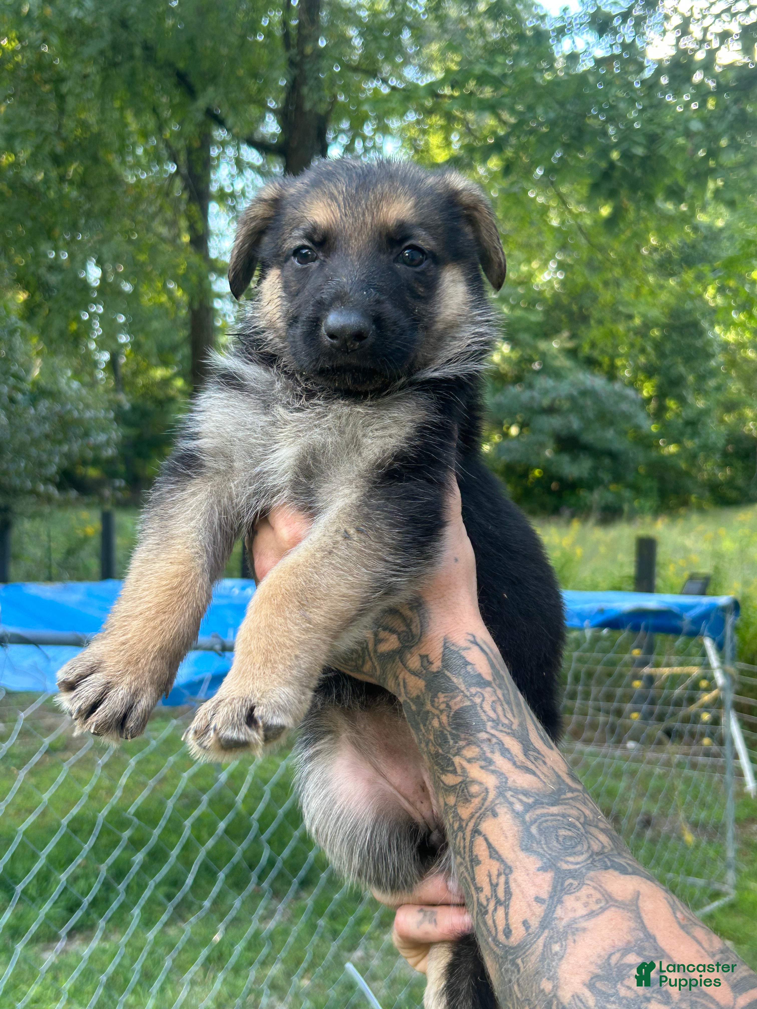 German Shepherd dogs German Shepherd 4 - Ad 1