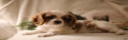 Cavalier King Charles Spaniel dogs for sale: Lexi - Ad 4