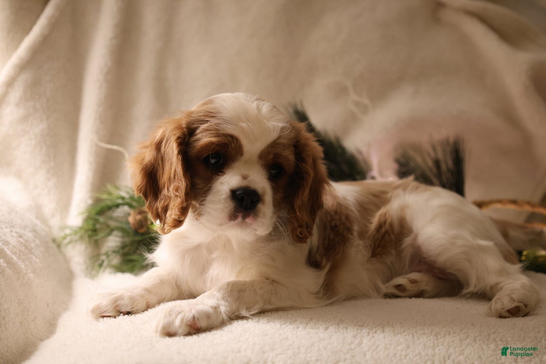 Cavalier King Charles Spaniel dogs for sale: Lexi - Ad 4