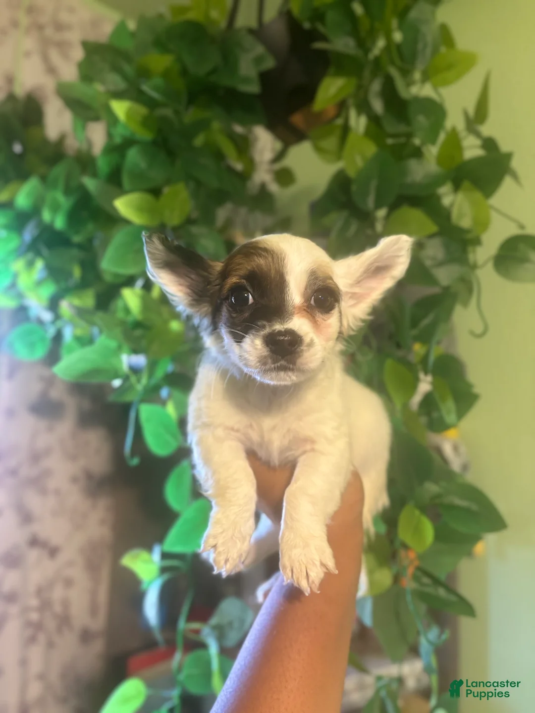 Jack Chi dogs for sale: Marely - Ad 1