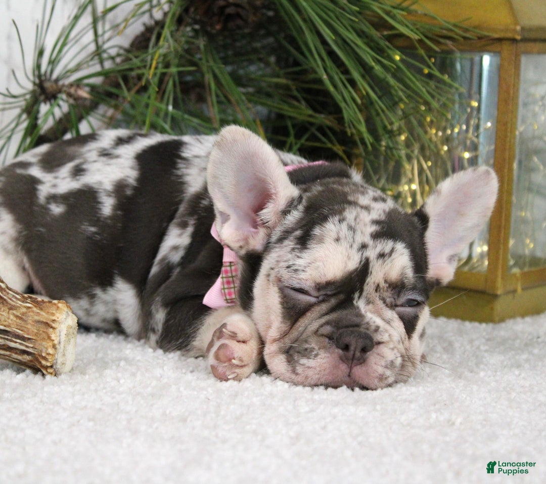 French Bulldog dogs for sale: Princes - Ad 4