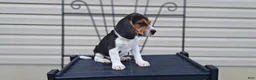Beagle dogs for sale: Hazel - Ad 6