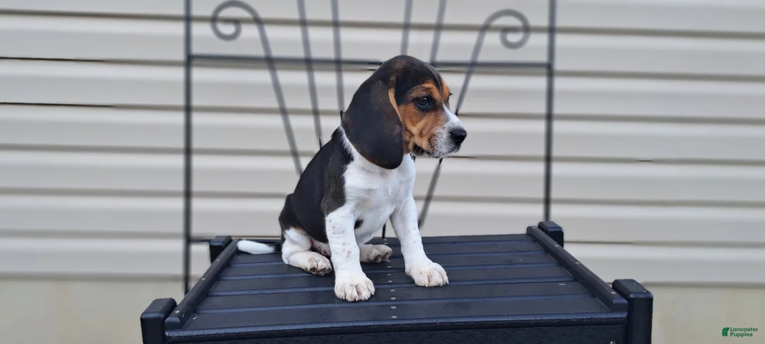 Beagle dogs for sale: Hazel - Ad 6