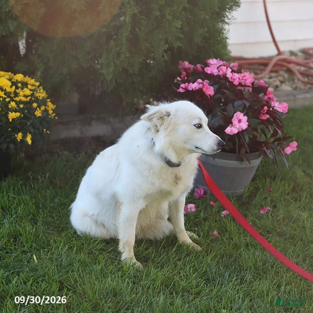 American Eskimo dogs for sale: Twinkie - Ad 3