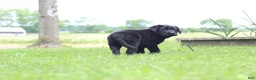 Labrador Retriever dogs for sale: Clark - Ad 7