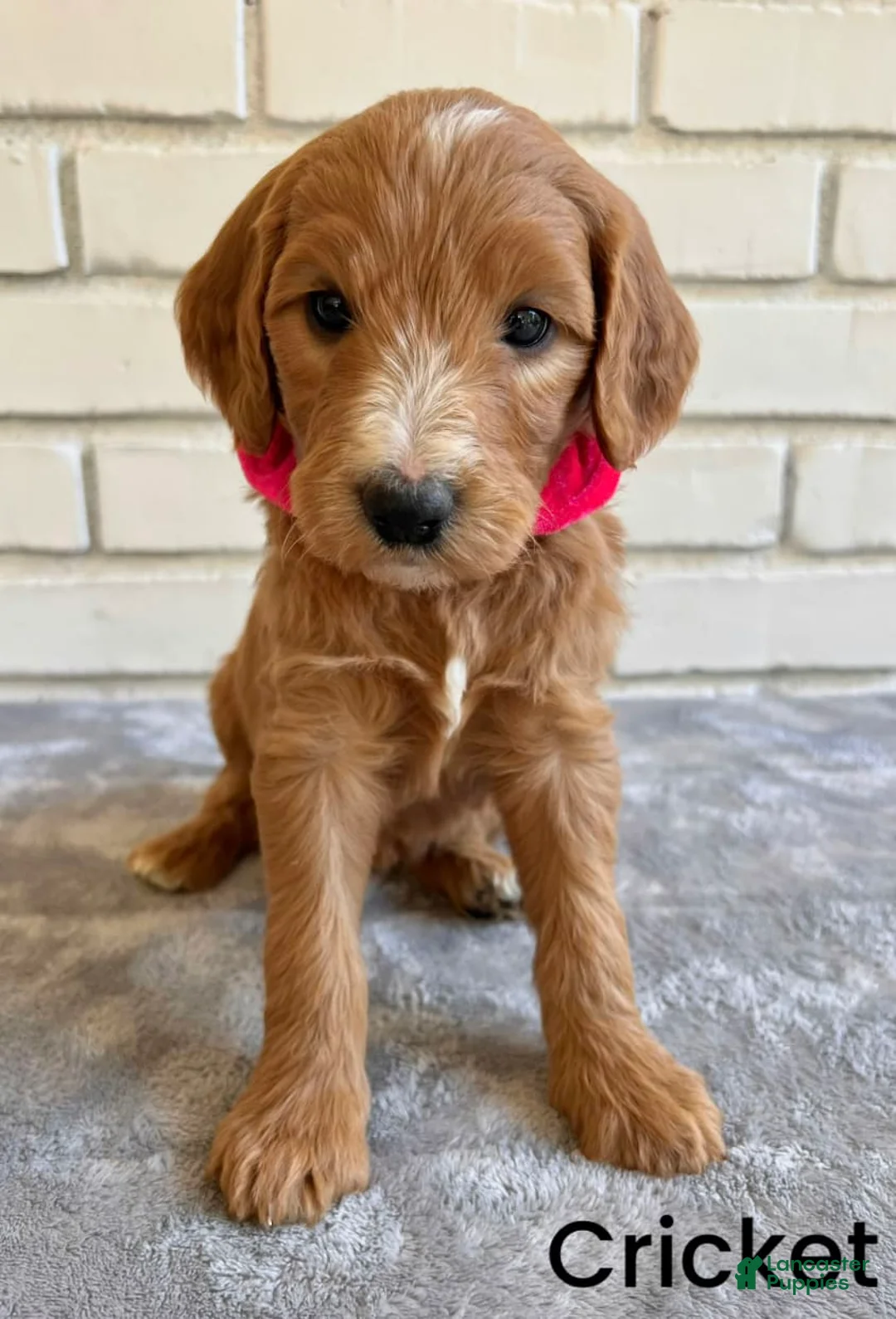 Gallery Image {{count}}