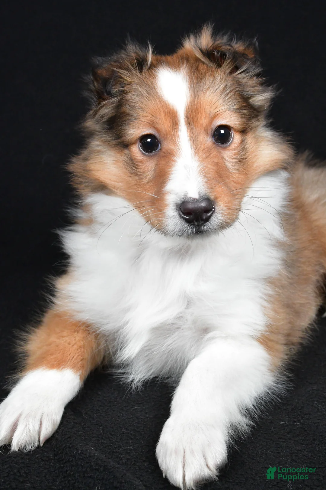 Shetland Sheepdog dogs for sale: Macy - Ad 8