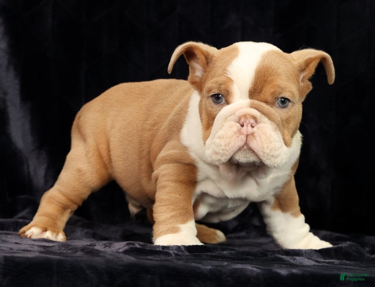 English Bulldog dogs for sale: English Bulldog Puppy 2 - Ad 9