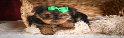 Yorkshire Terrier dogs for sale: DUKE - Ad 9