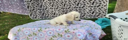 Miniature Dachshund dogs for sale: Bloom - Ad 6