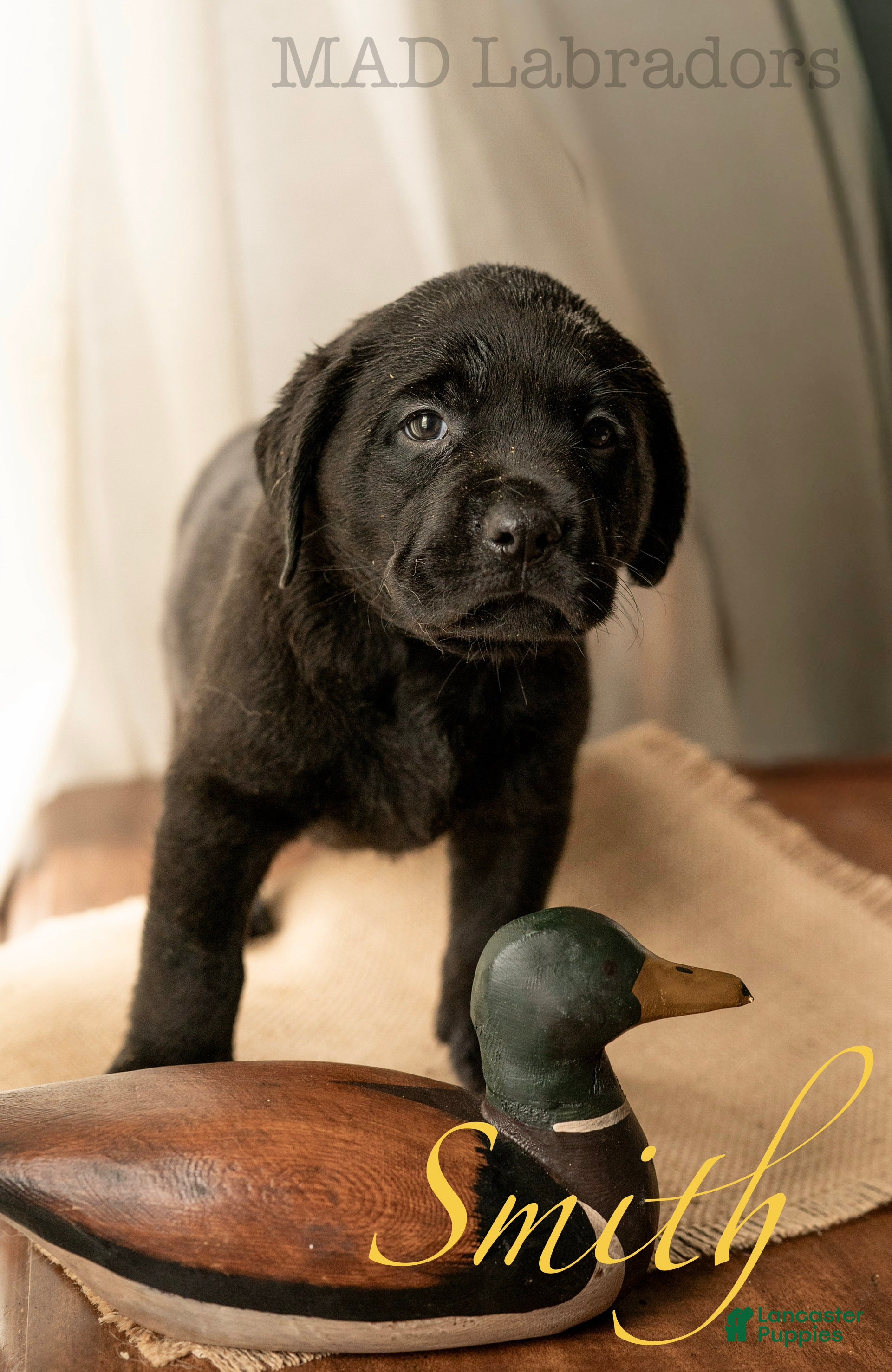 Labrador Retriever dogs Smith - Ad 15