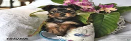 Yorkshire Terrier dogs for sale: Twinkles - Ad 2