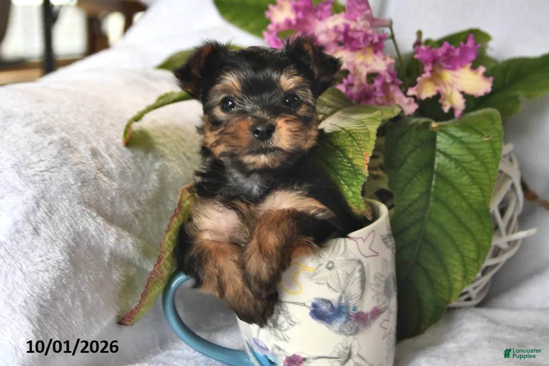Yorkshire Terrier dogs for sale: Twinkles - Ad 2