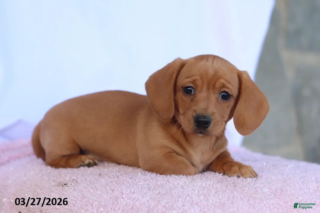 Miniature Dachshund dogs for sale: Farah - Ad 1