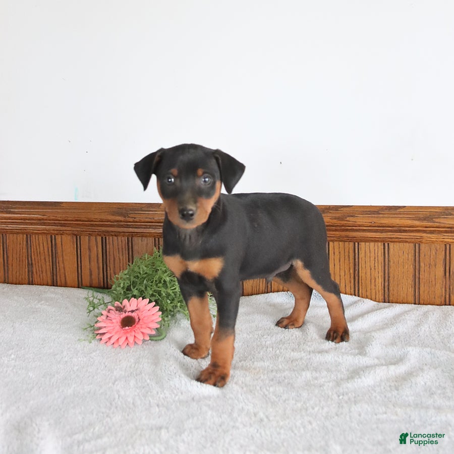 Miniature Pinscher dogs Jagger - Ad 2